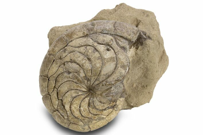 Fossil Nautilus (Aturia) - Boujdour, Morocco #306928